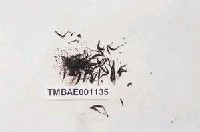 藏品(球蒴金髮苔)的圖片